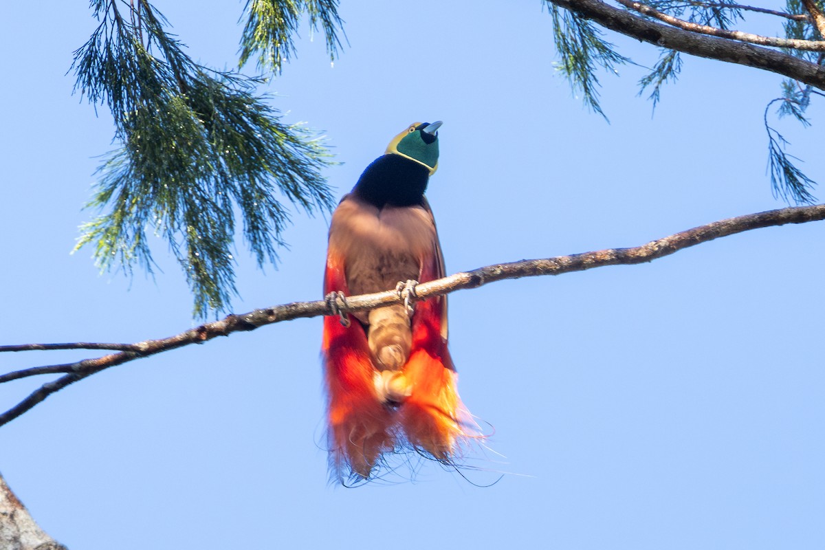 アカカザリフウチョウ - ML622153203