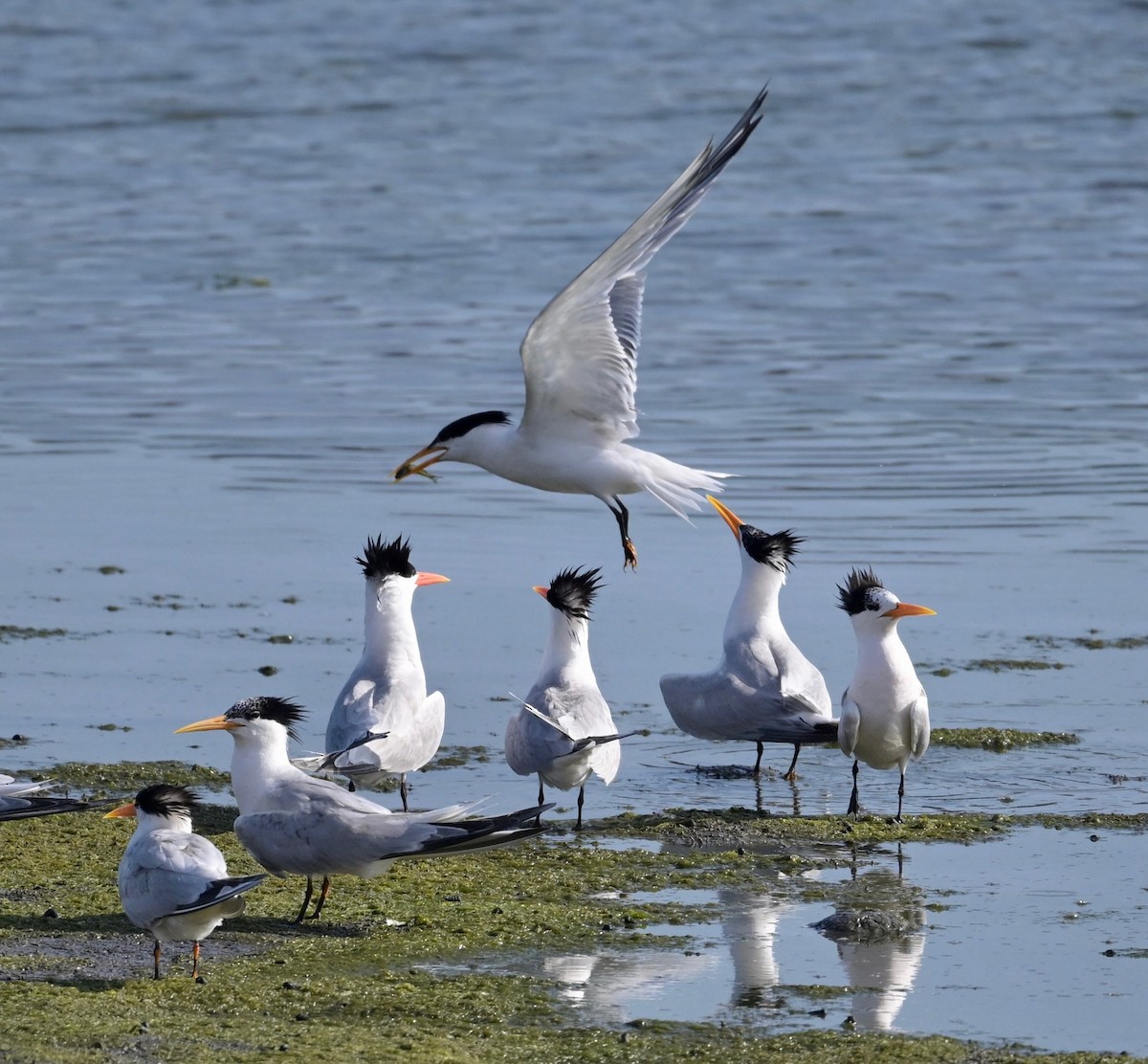 Elegant Tern - lea thai