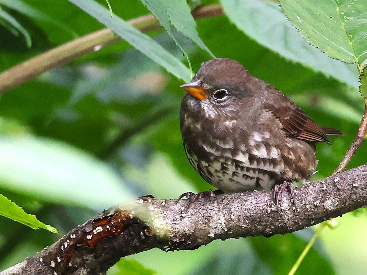 Fox Sparrow - JOEL STEPHENS