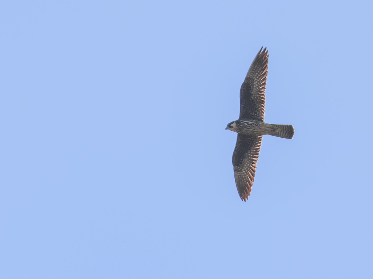 Eleonora's Falcon - Muammer Ülker