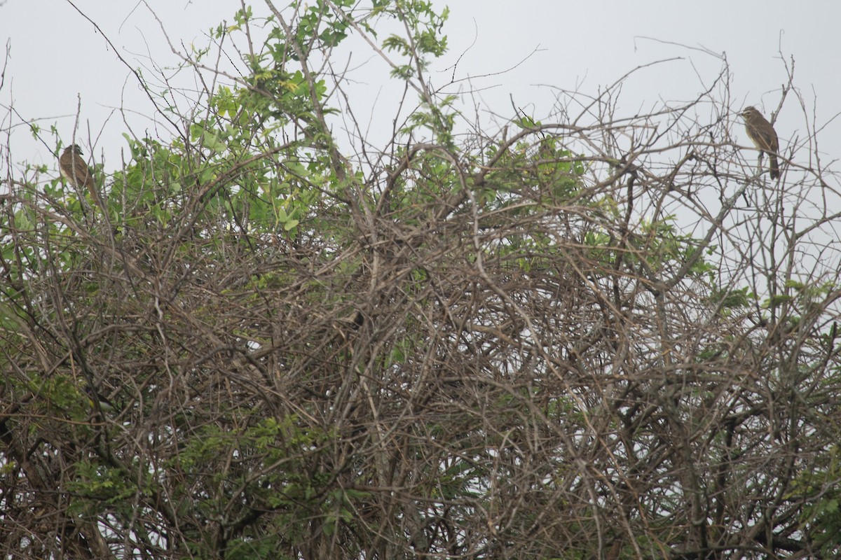 Bulbul Cejiblanco - ML622153234