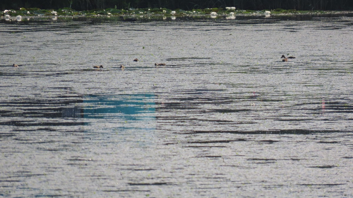 Eastern Spot-billed Duck - YUKIKO ISHIKAWA