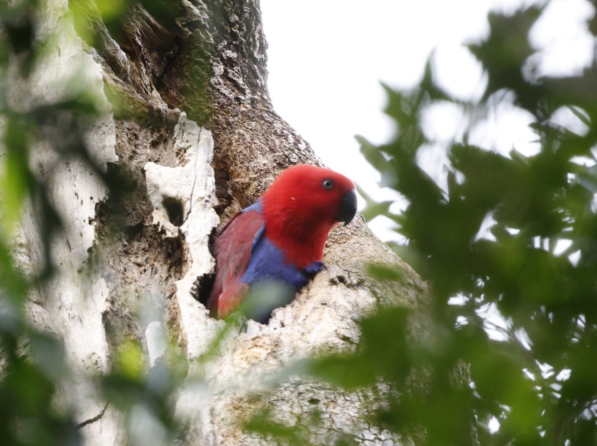 Loro Ecléctico de Nueva Guinea - ML622153255