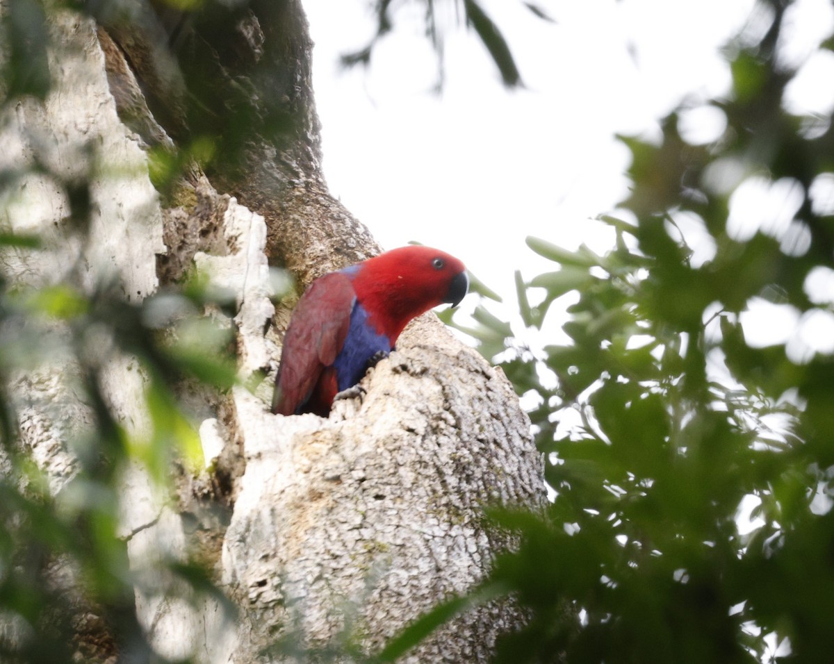 Loro Ecléctico de Nueva Guinea - ML622153256