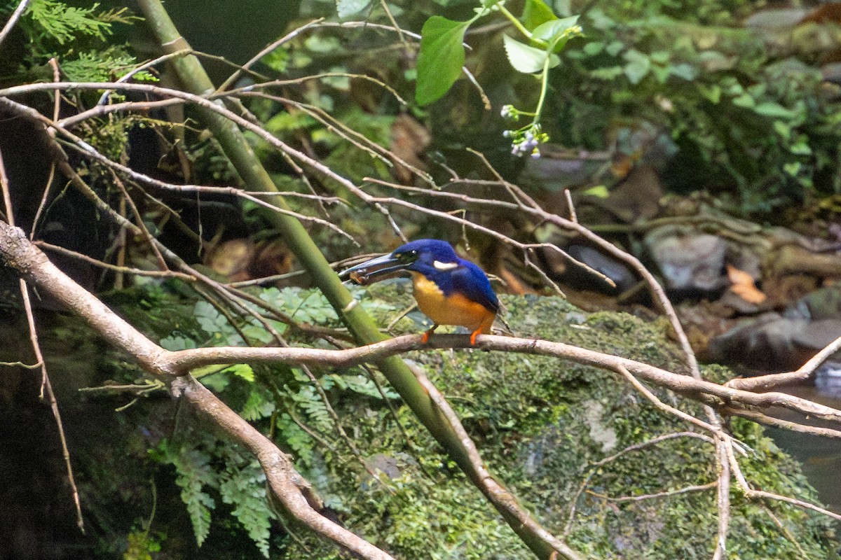 Papuan Dwarf-Kingfisher - ML622153267