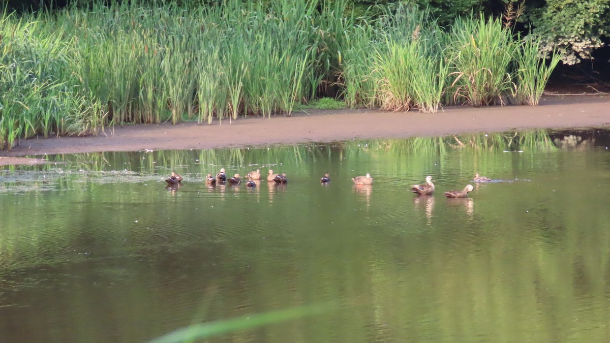 Eastern Spot-billed Duck - YUKIKO ISHIKAWA