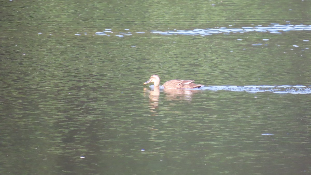 Eastern Spot-billed Duck - YUKIKO ISHIKAWA