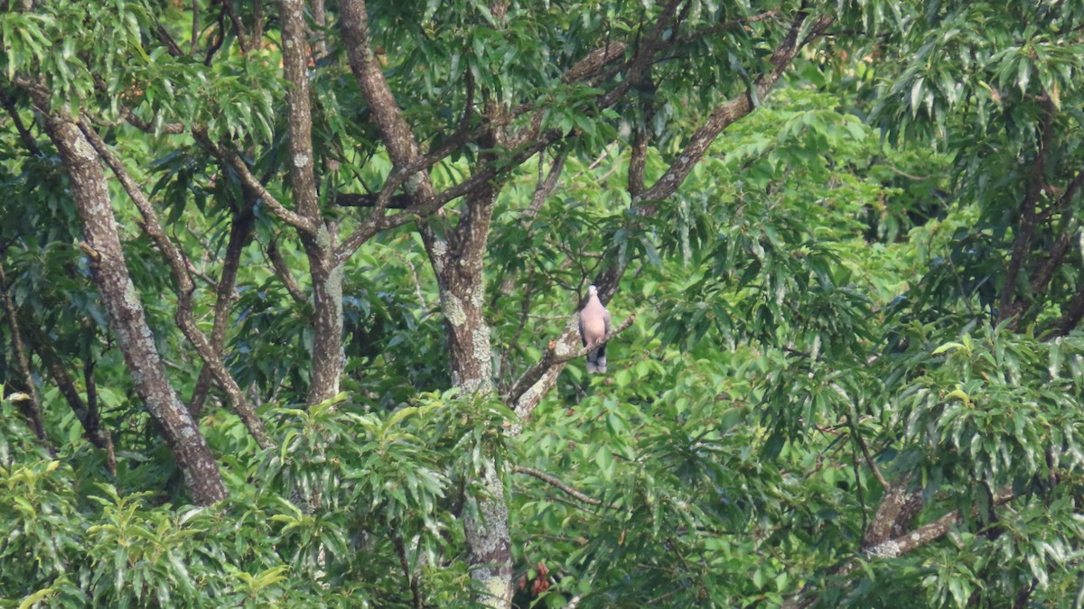 Oriental Turtle-Dove - YUKIKO ISHIKAWA