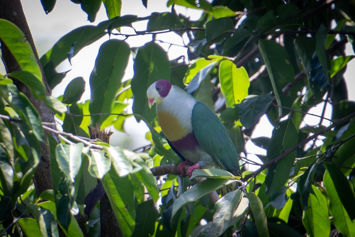 Yellow-breasted Fruit-Dove - ML622153378