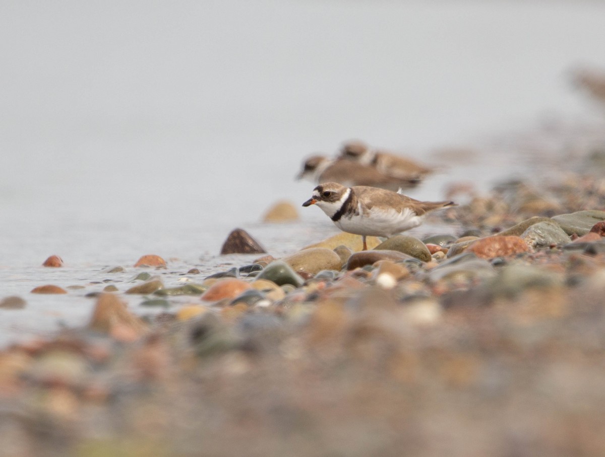 Semipalmated Plover - Tristan Semeniuk