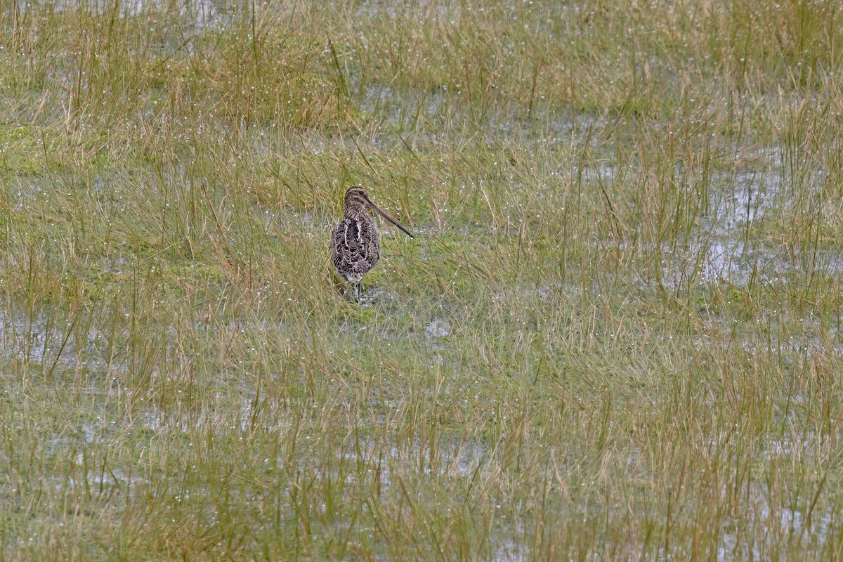 Noble Snipe - ML622153401