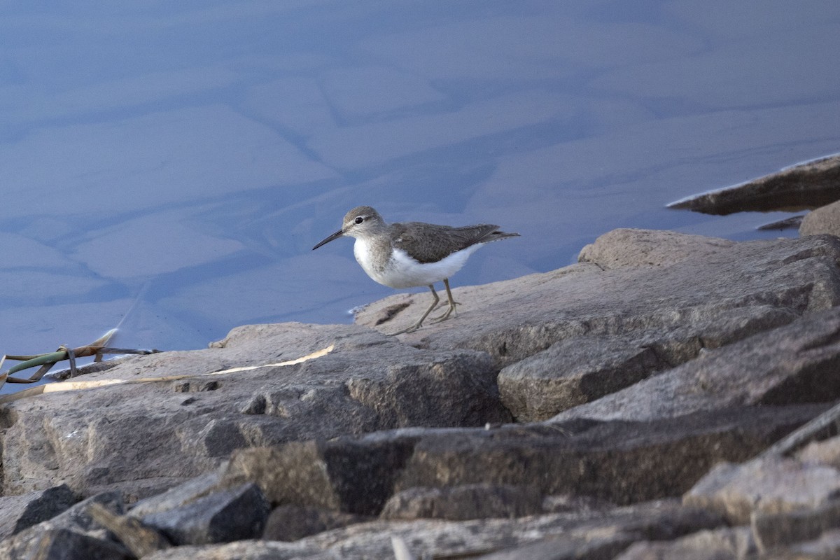 Common Sandpiper - ML622153435