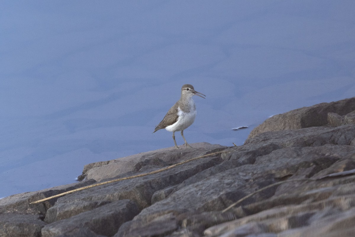 Common Sandpiper - ML622153436