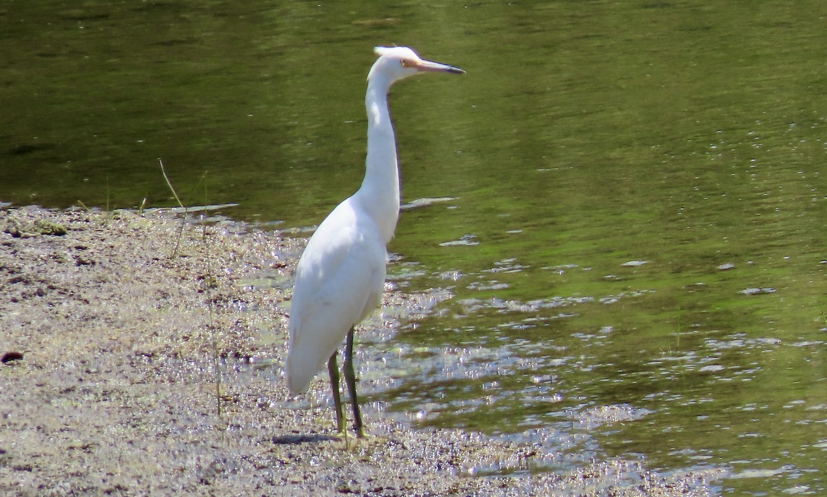 Snowy Egret - ML622153437