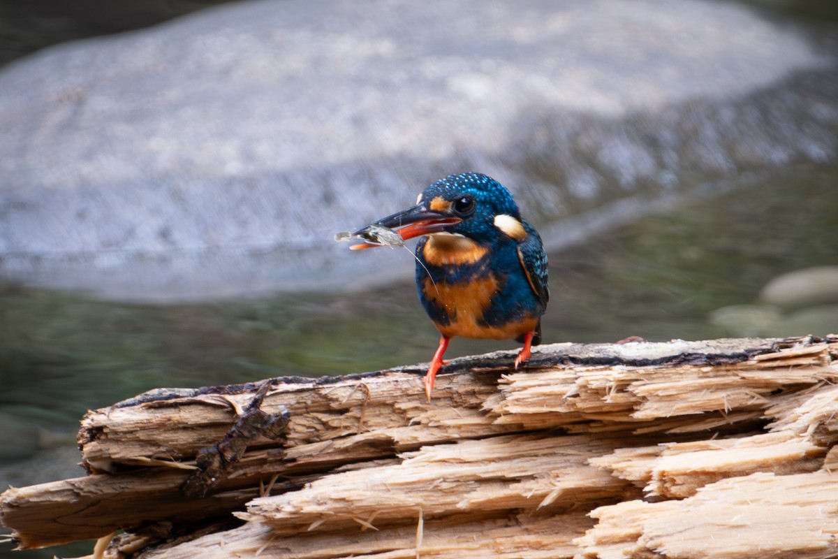 Indigo-banded Kingfisher (Northern) - ML622153442