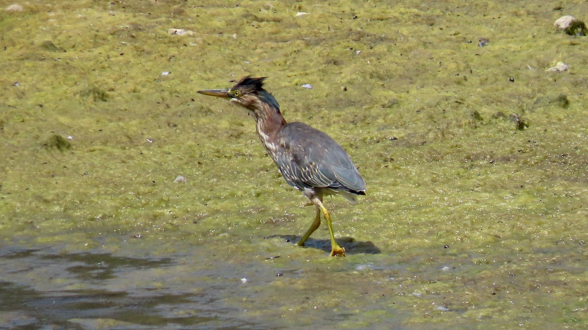 Green Heron - ML622153443