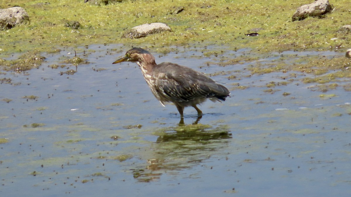 Green Heron - ML622153444