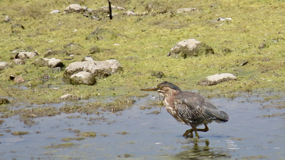 Green Heron - ML622153445