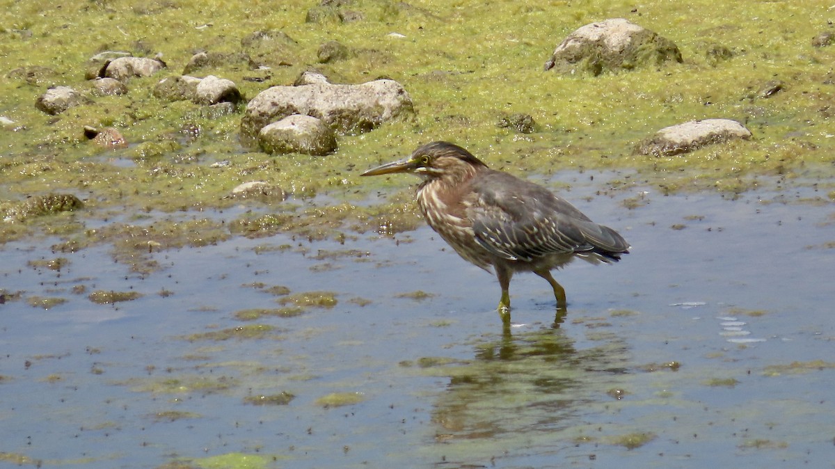 Green Heron - ML622153446