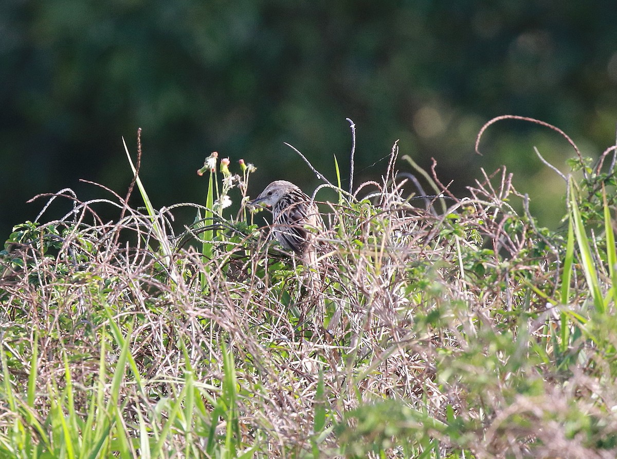 Striated Grassbird - ML622153447