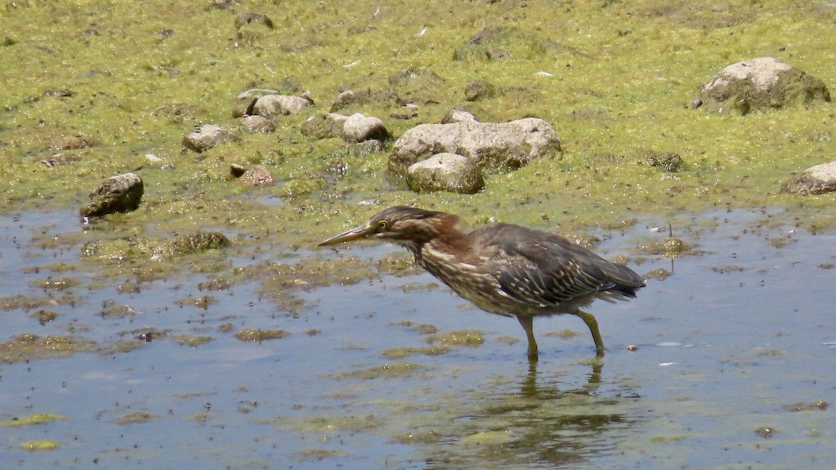 Green Heron - ML622153448