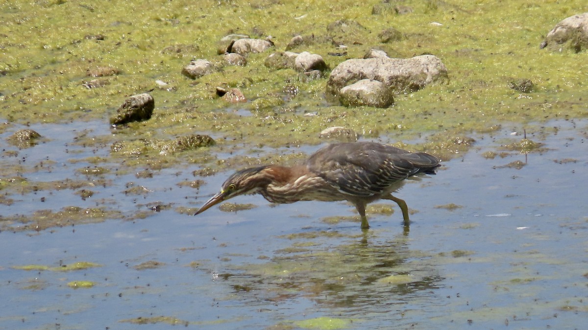 Green Heron - ML622153449