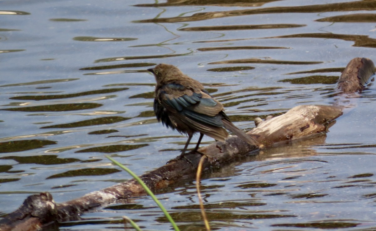 Brewer's Blackbird - ML622153452