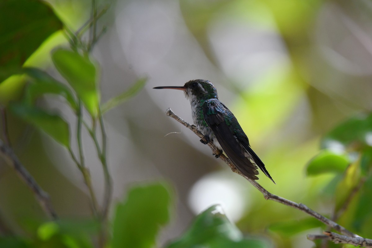 Cozumel Emerald - ML622153453