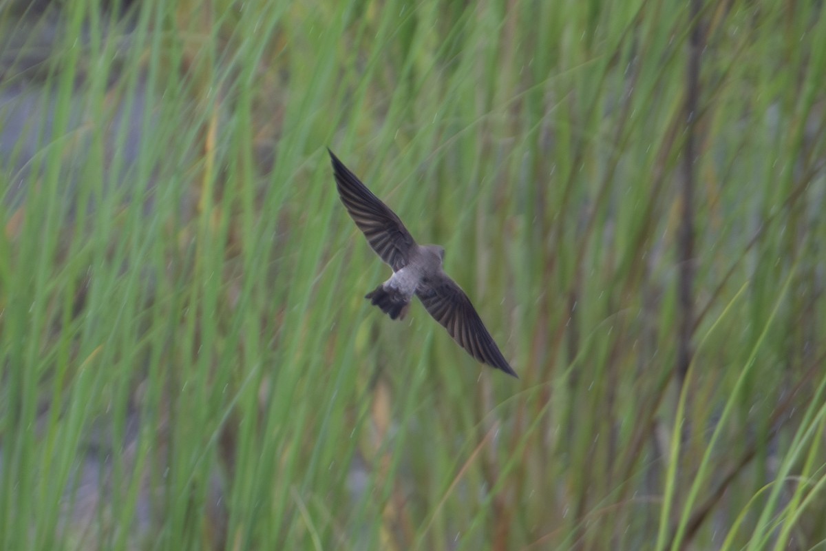 Gray-throated Martin - ML622153454