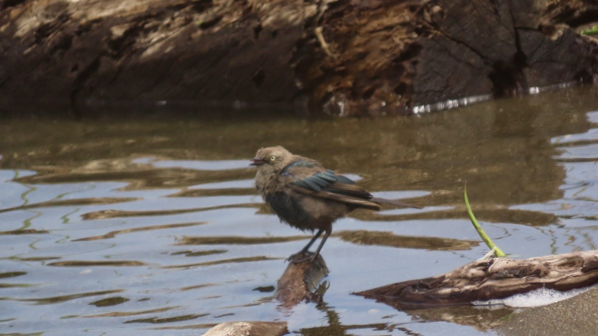 Brewer's Blackbird - ML622153455