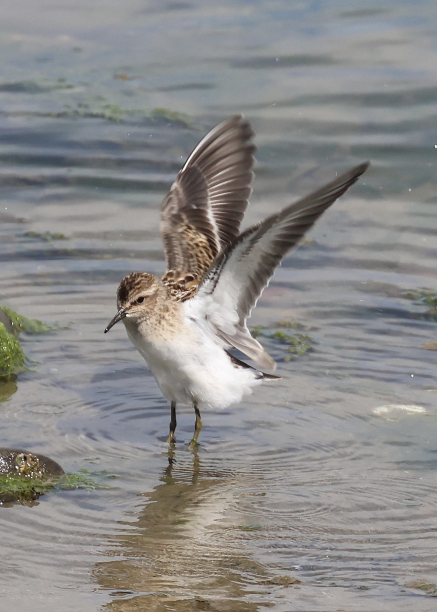 Least Sandpiper - ML622153456