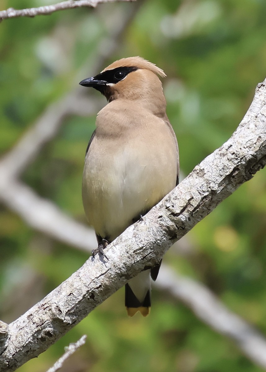 Cedar Waxwing - ML622153457