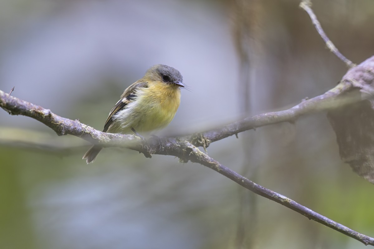 Handsome Flycatcher - ML622153458