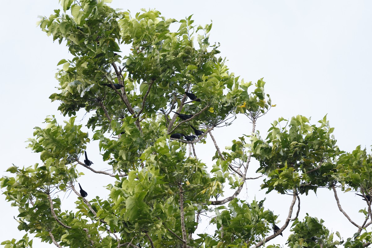 Metallic Starling - ML622153461