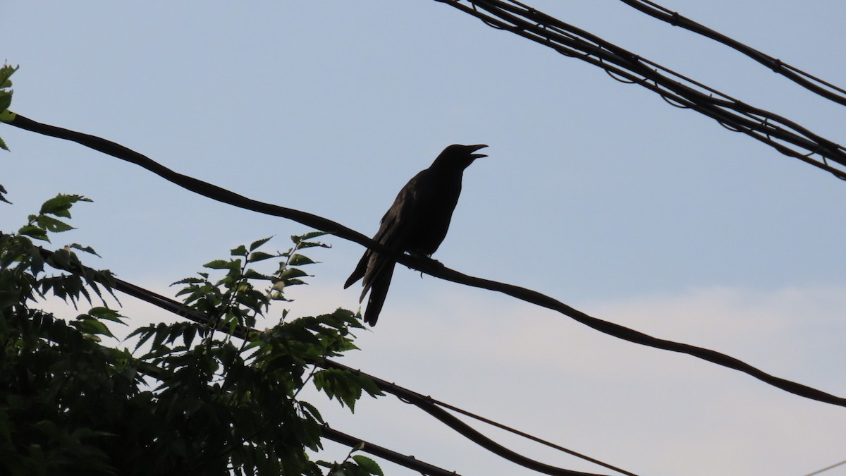 Carrion Crow - ML622153462