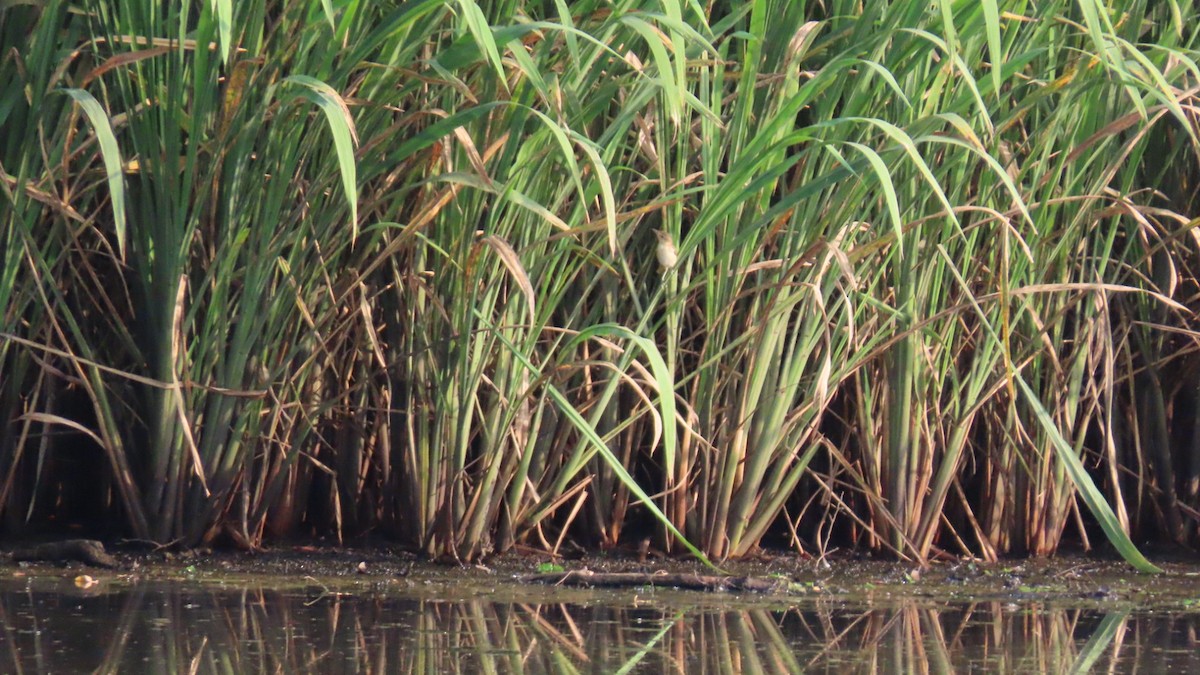 Black-browed Reed Warbler - ML622153465