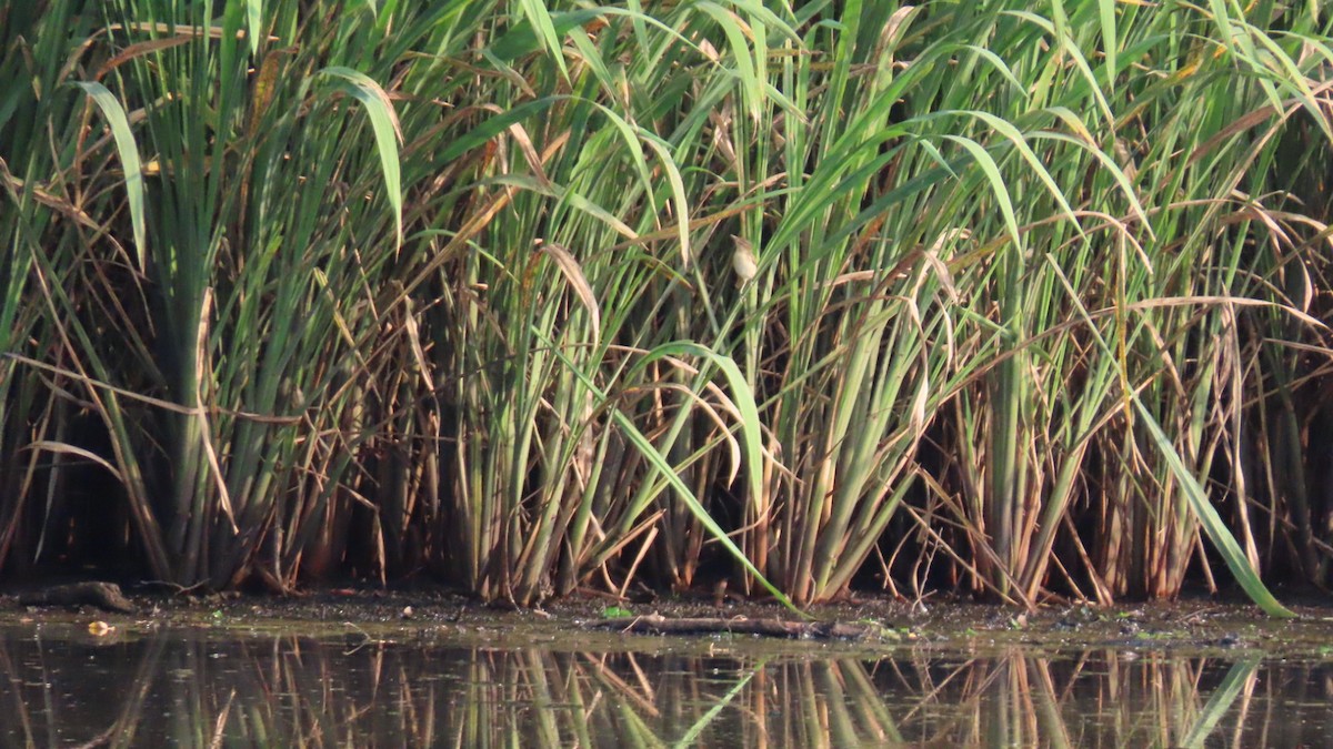 Black-browed Reed Warbler - ML622153466