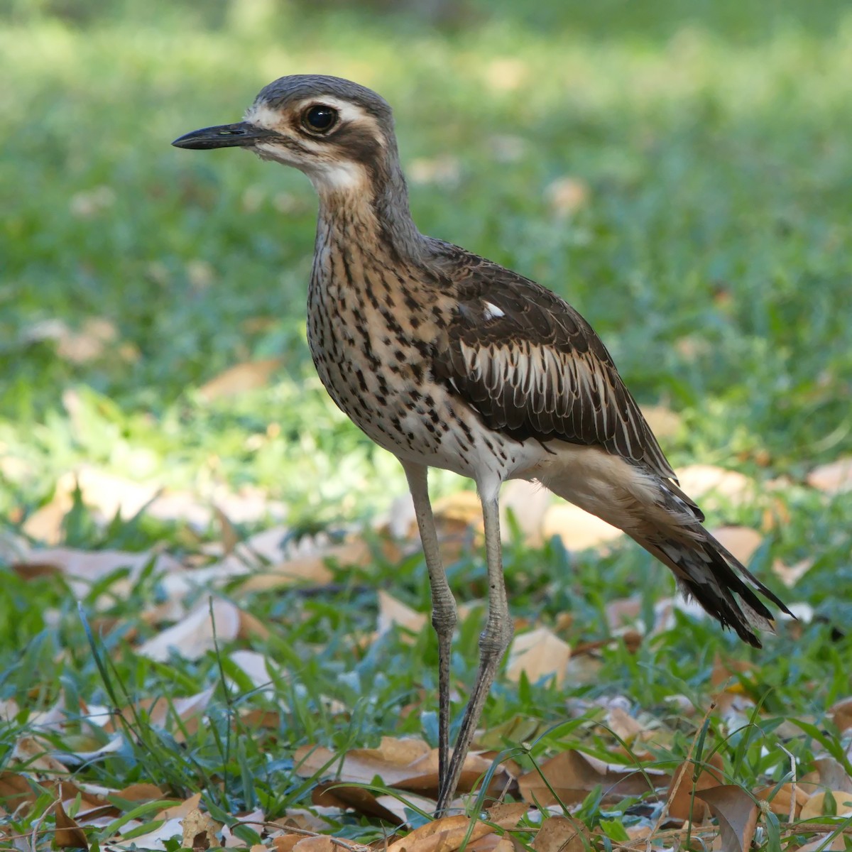 Bush Thick-knee - Ed Pierce