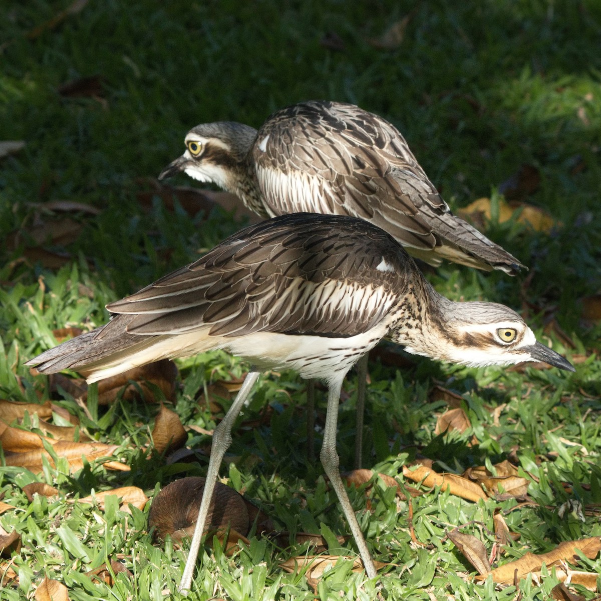 Bush Thick-knee - ML622153468