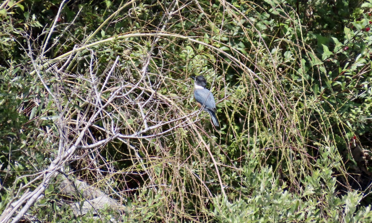 Belted Kingfisher - ML622153469