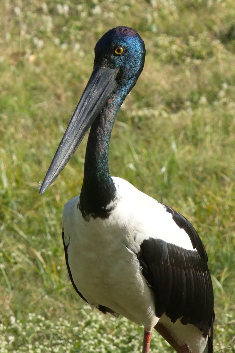 Black-necked Stork - ML622153470