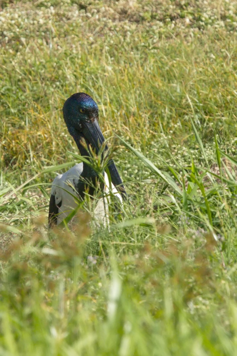 Black-necked Stork - Ed Pierce