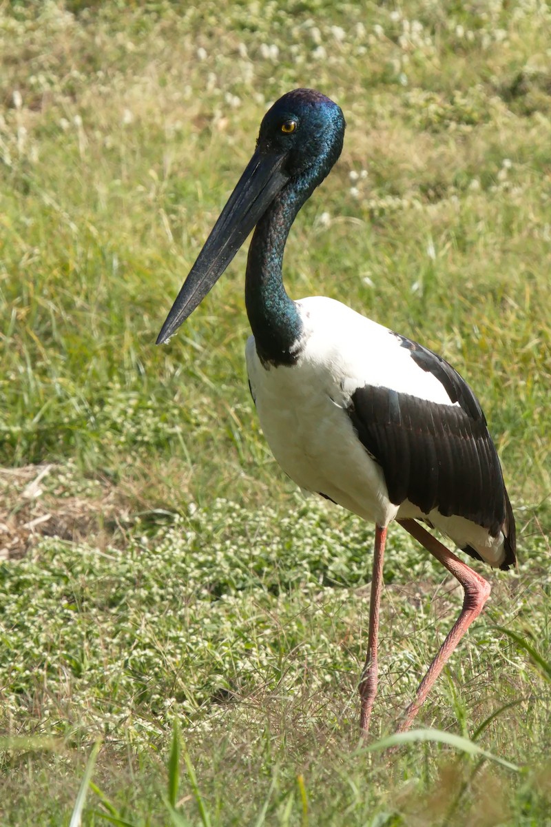 Black-necked Stork - ML622153472