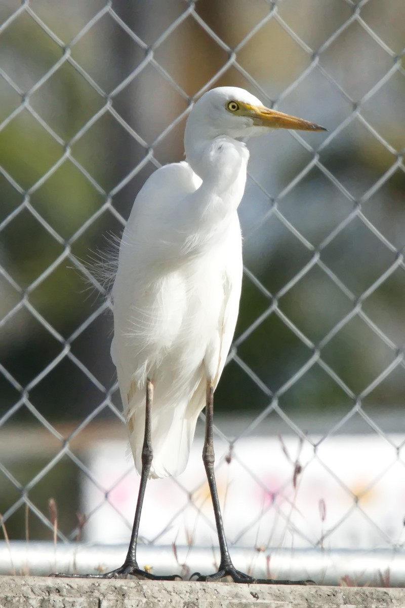 Plumed Egret - ML622153474