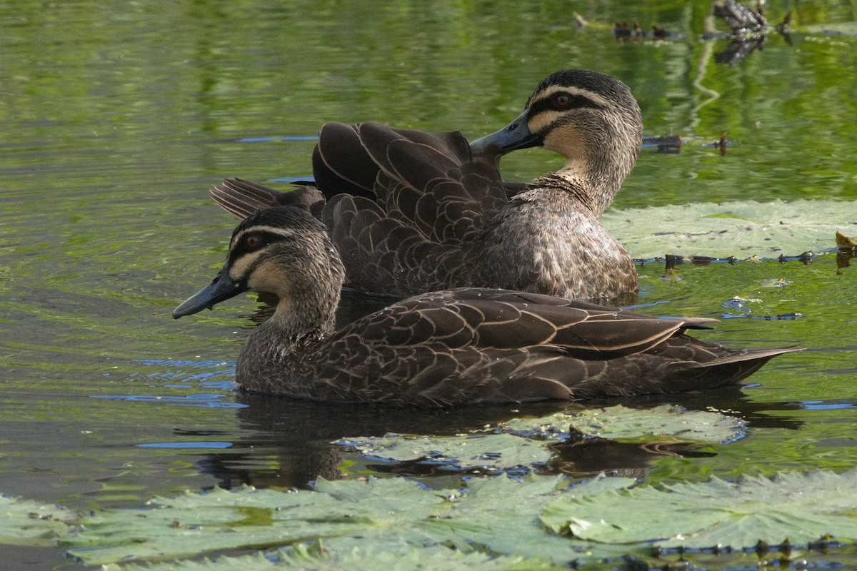 Pacific Black Duck - ML622153483