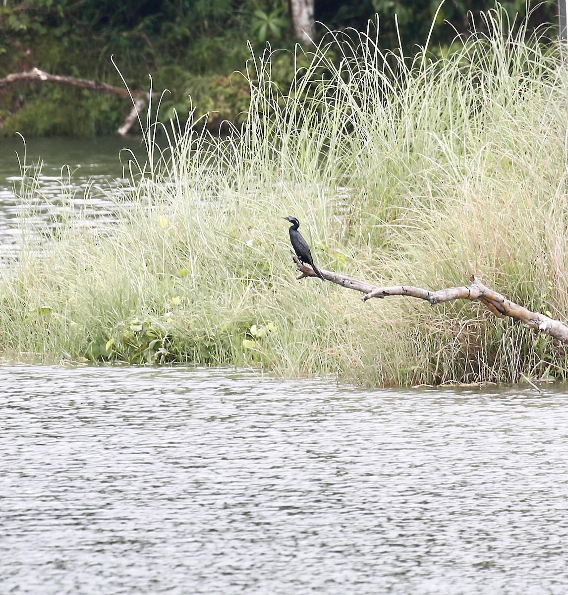 Little Cormorant - ML622153486