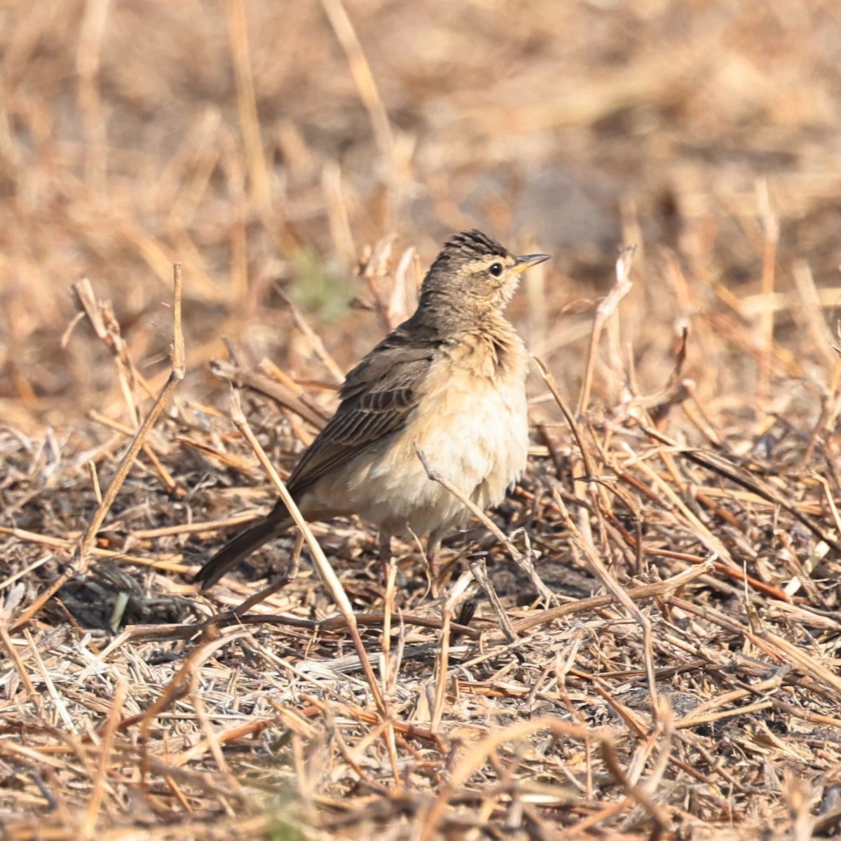 African Pipit - ML622153492