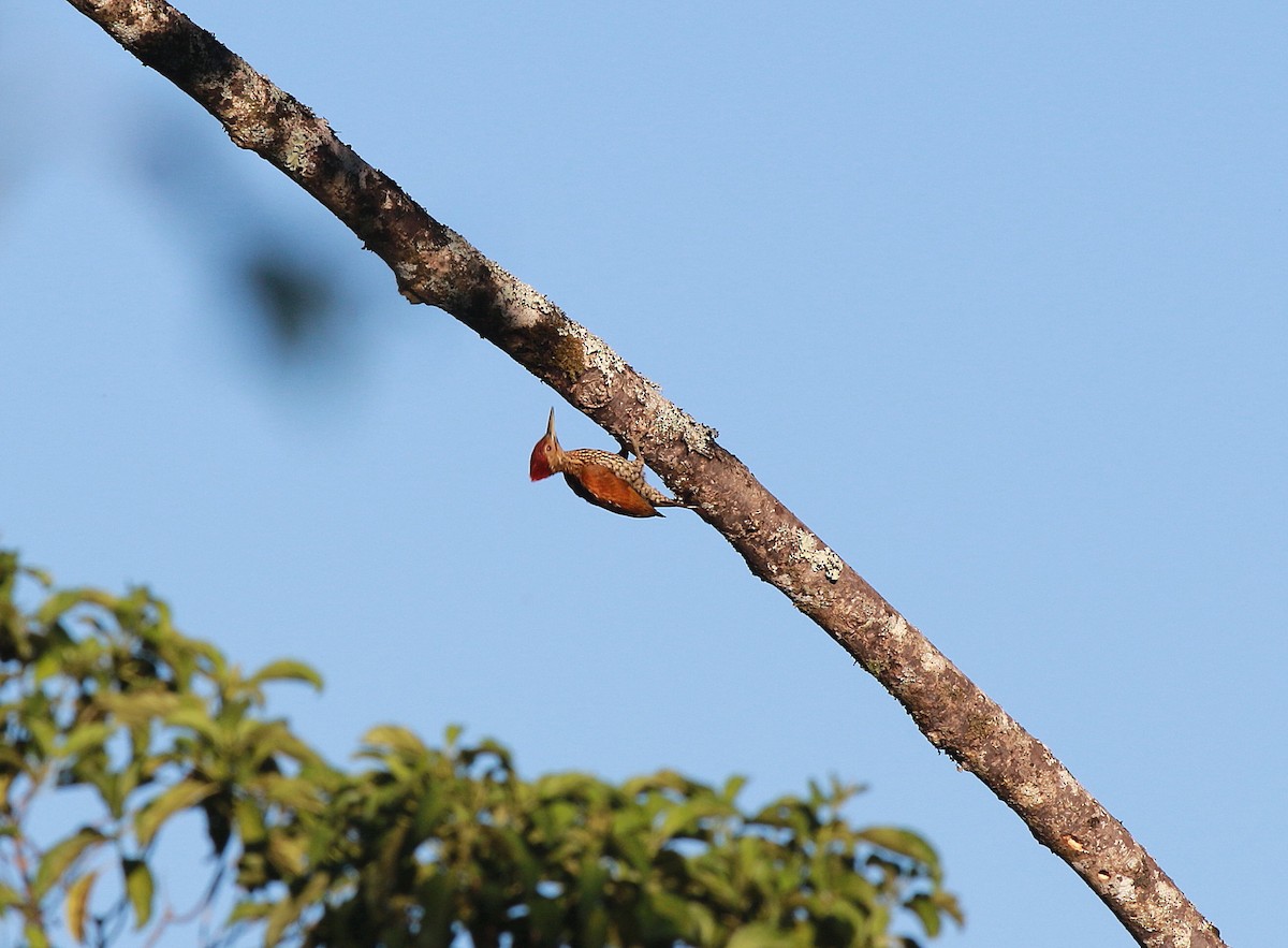 Buff-spotted Flameback - ML622153493