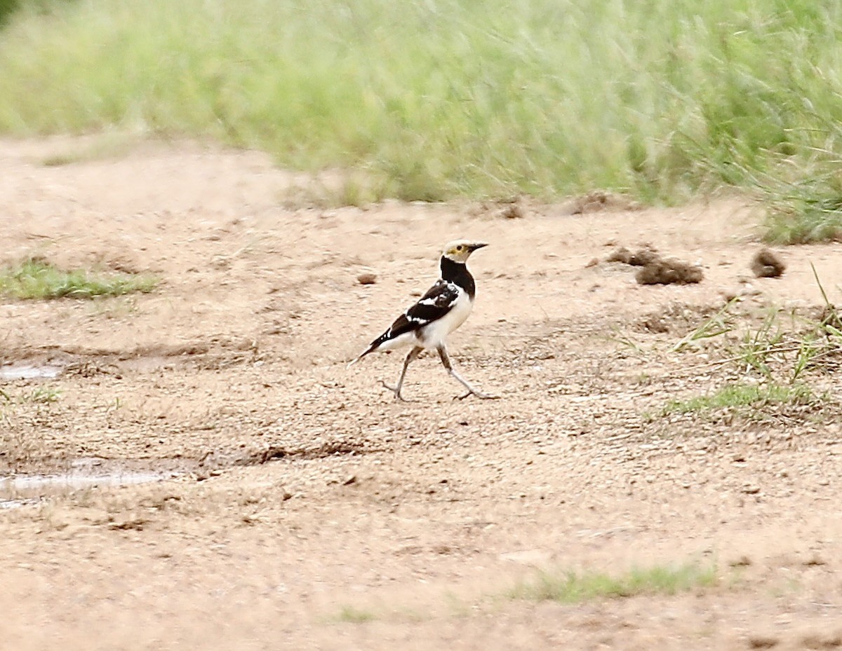 Black-collared Starling - ML622153494