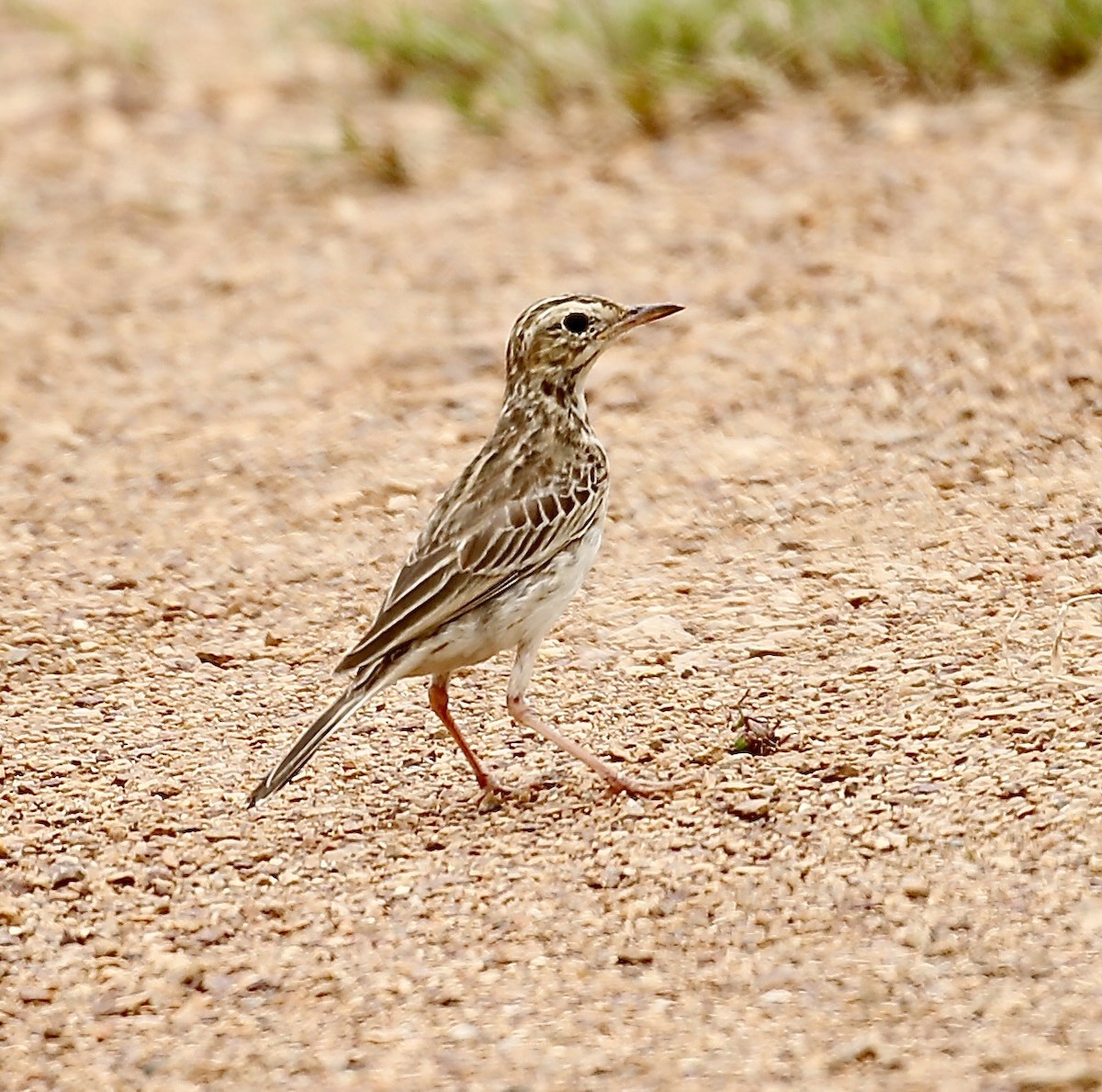 Paddyfield Pipit - ML622153495